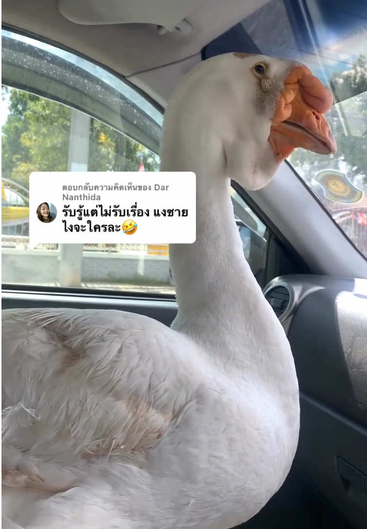 @แงซายลูกชายป๊าแพท