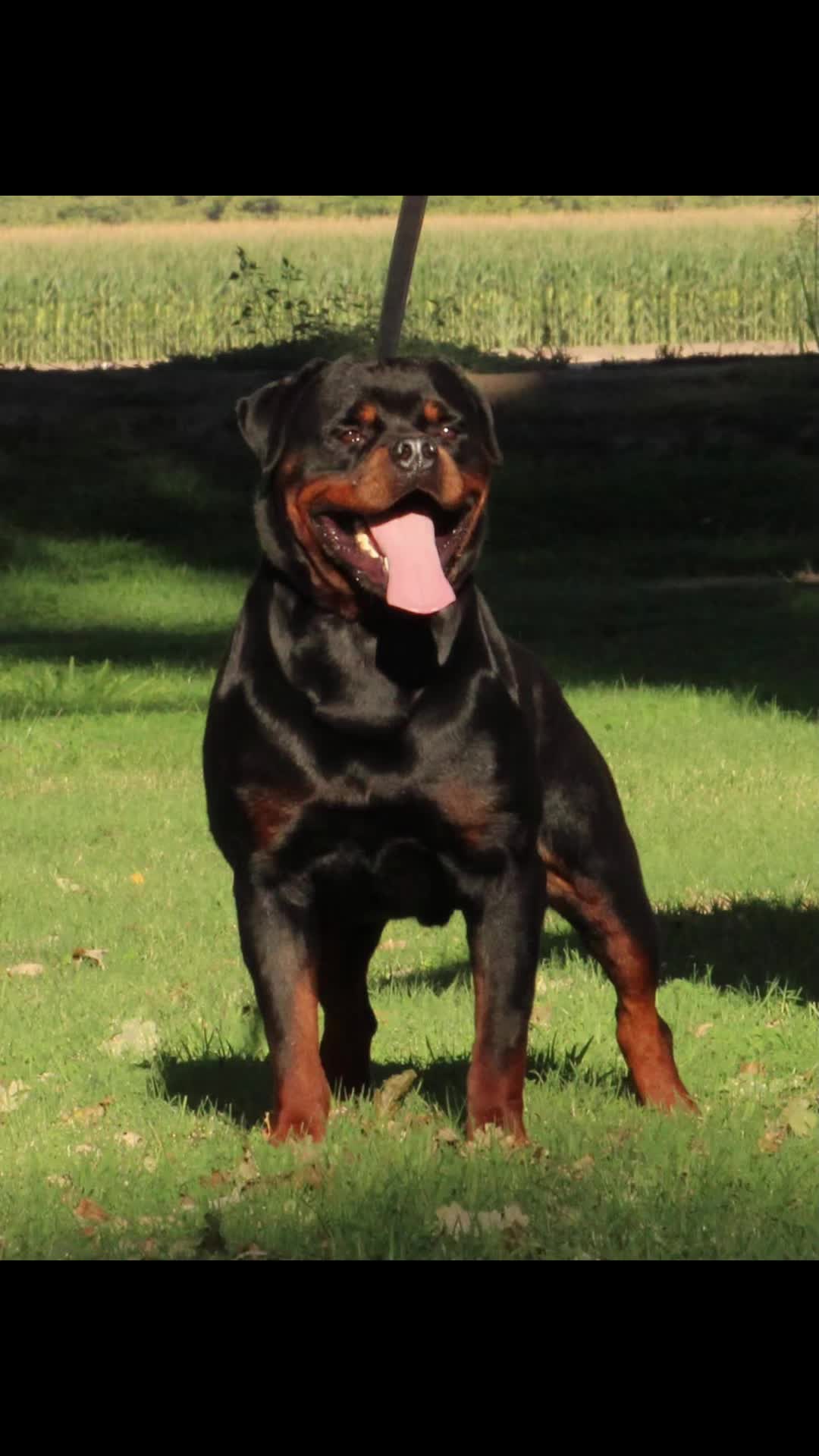 @✨VON DER MUÑOZ ROTT’S✨