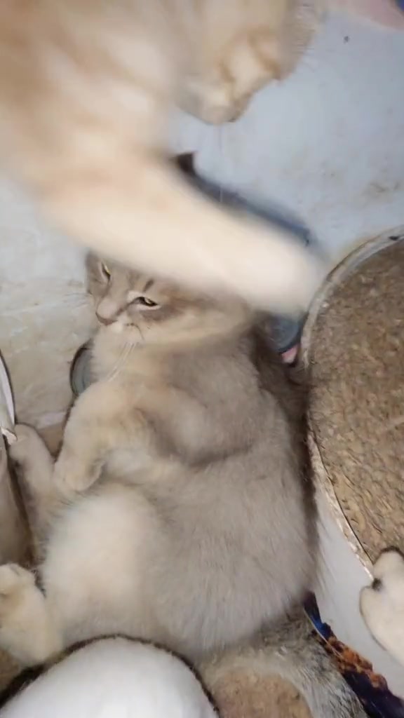 @Skibidi Cat
