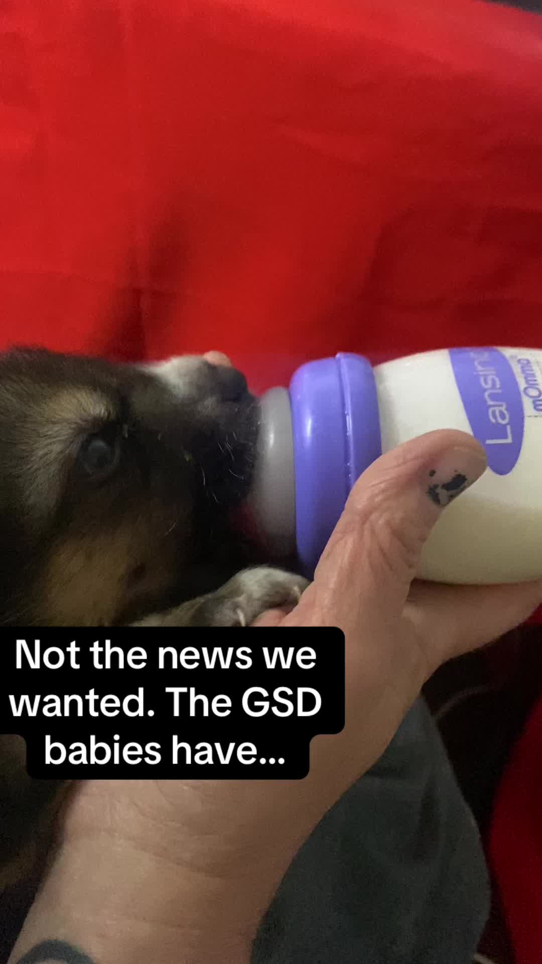 @Jessica ForgottenDogLeague