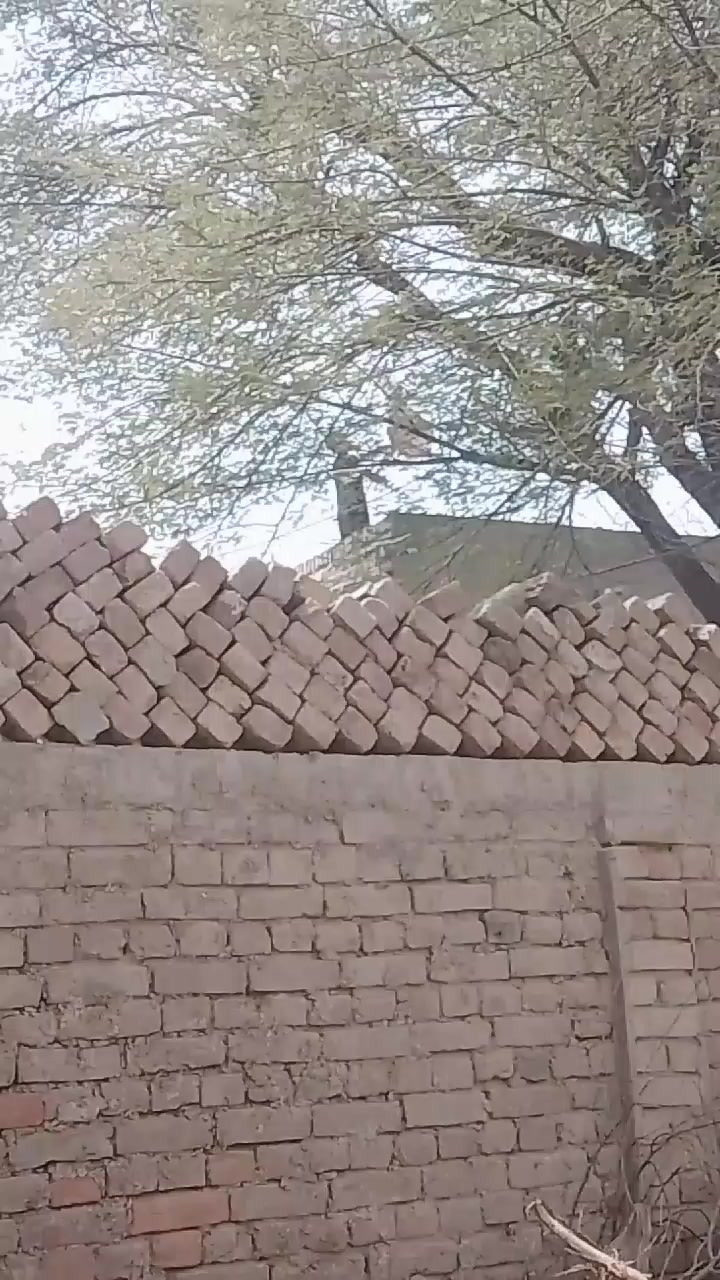 @chalihamza635