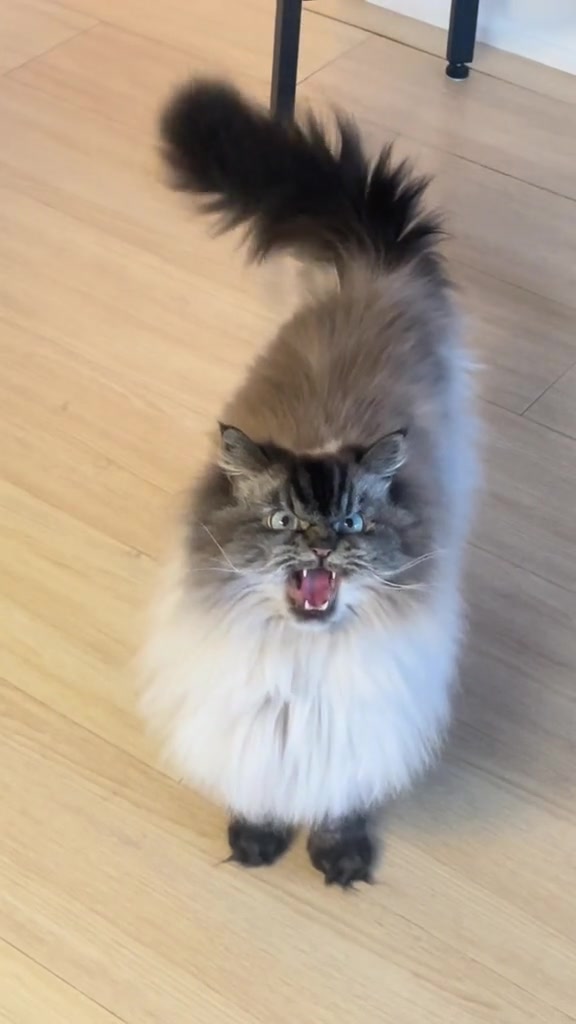 @Merlin Ragdoll