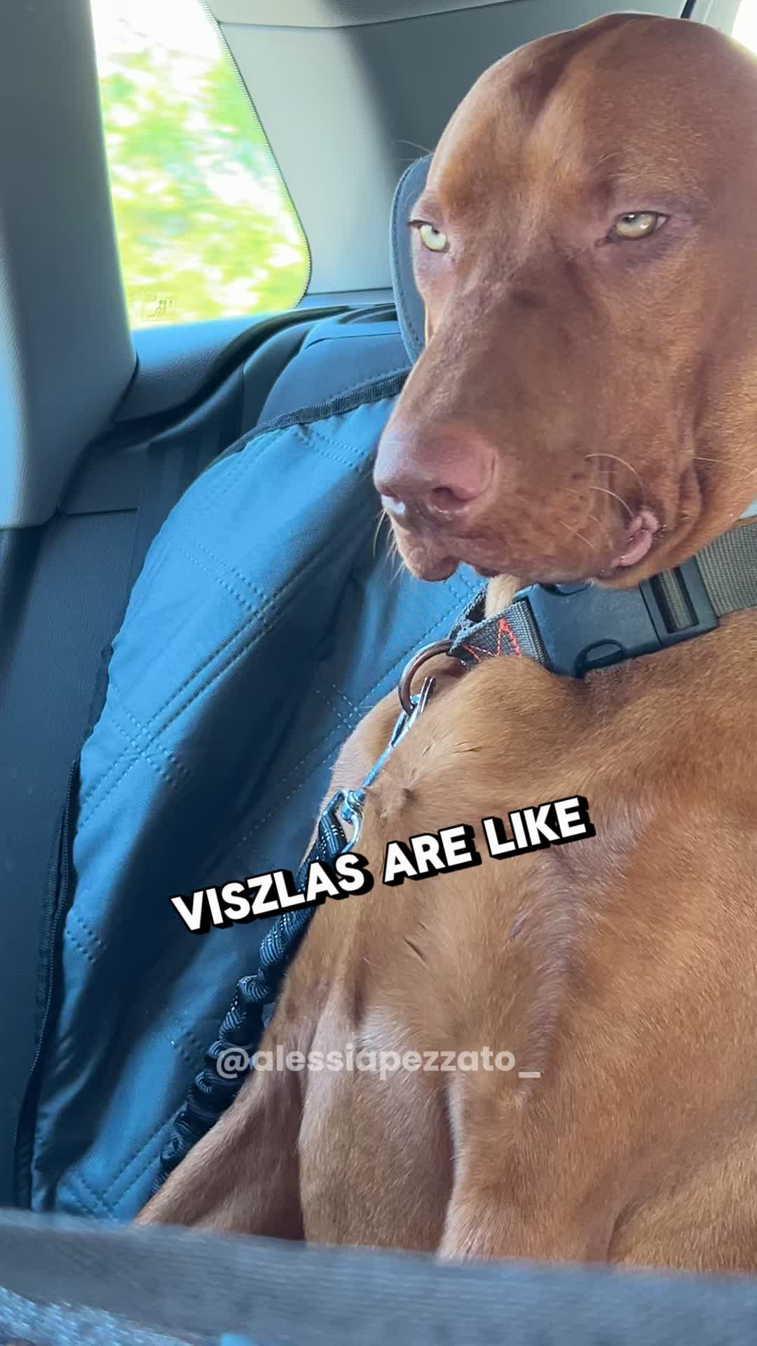 @PawblemsDaily