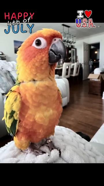 @Mango 🦜La cotorra solar