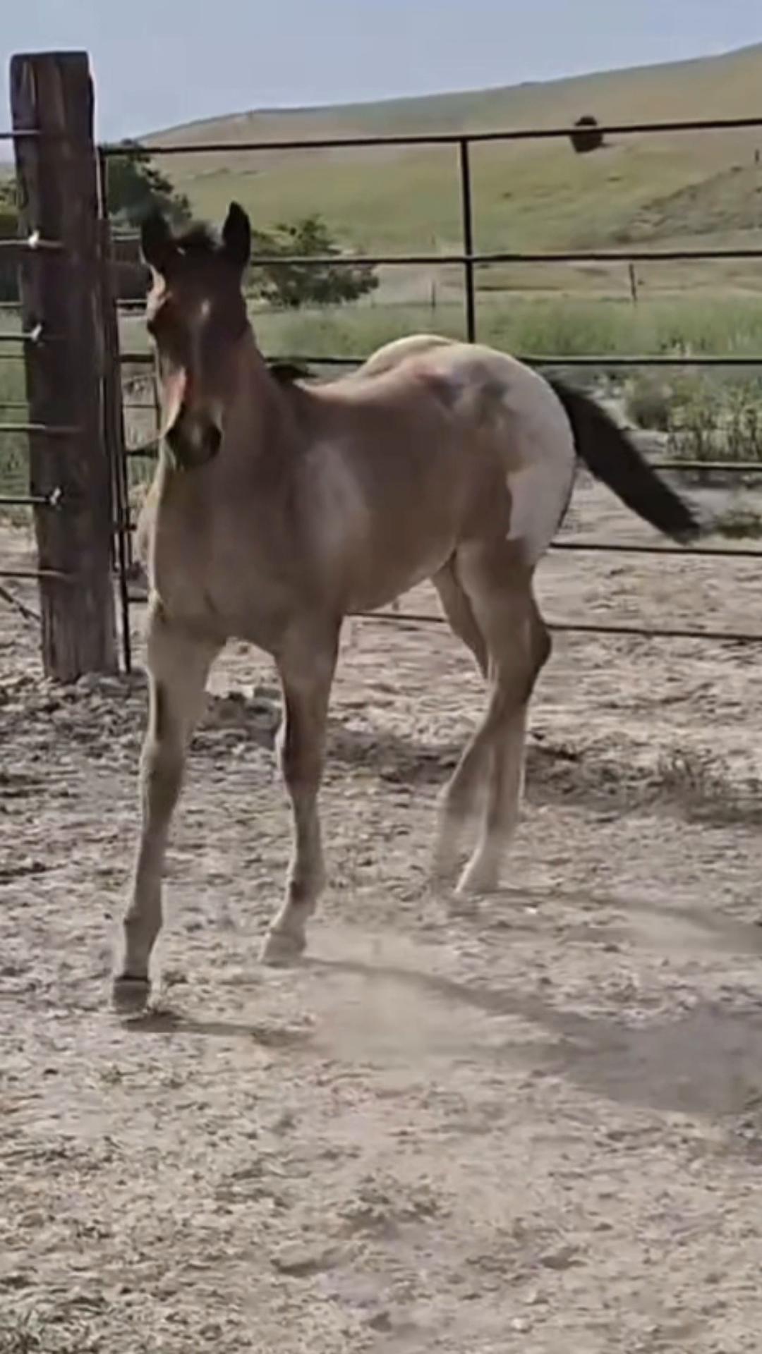 @HorseAuctionsUSA