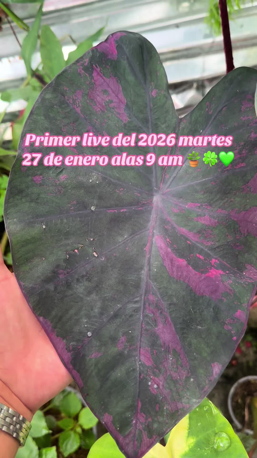 @Gianna.Plants 💚🍀🪴🇵🇪