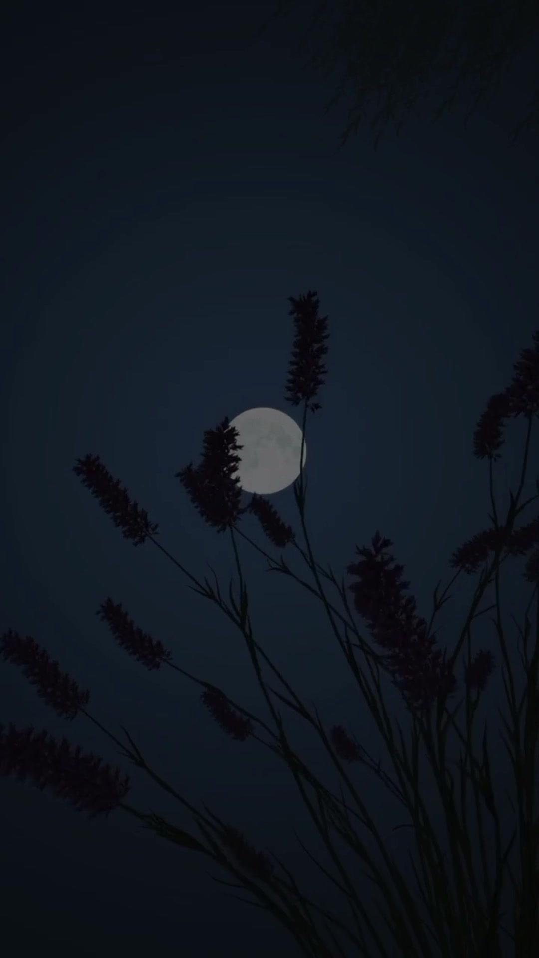 @𝗠𝗨𝗦𝗔𝗔𝗟𝗜𝗗