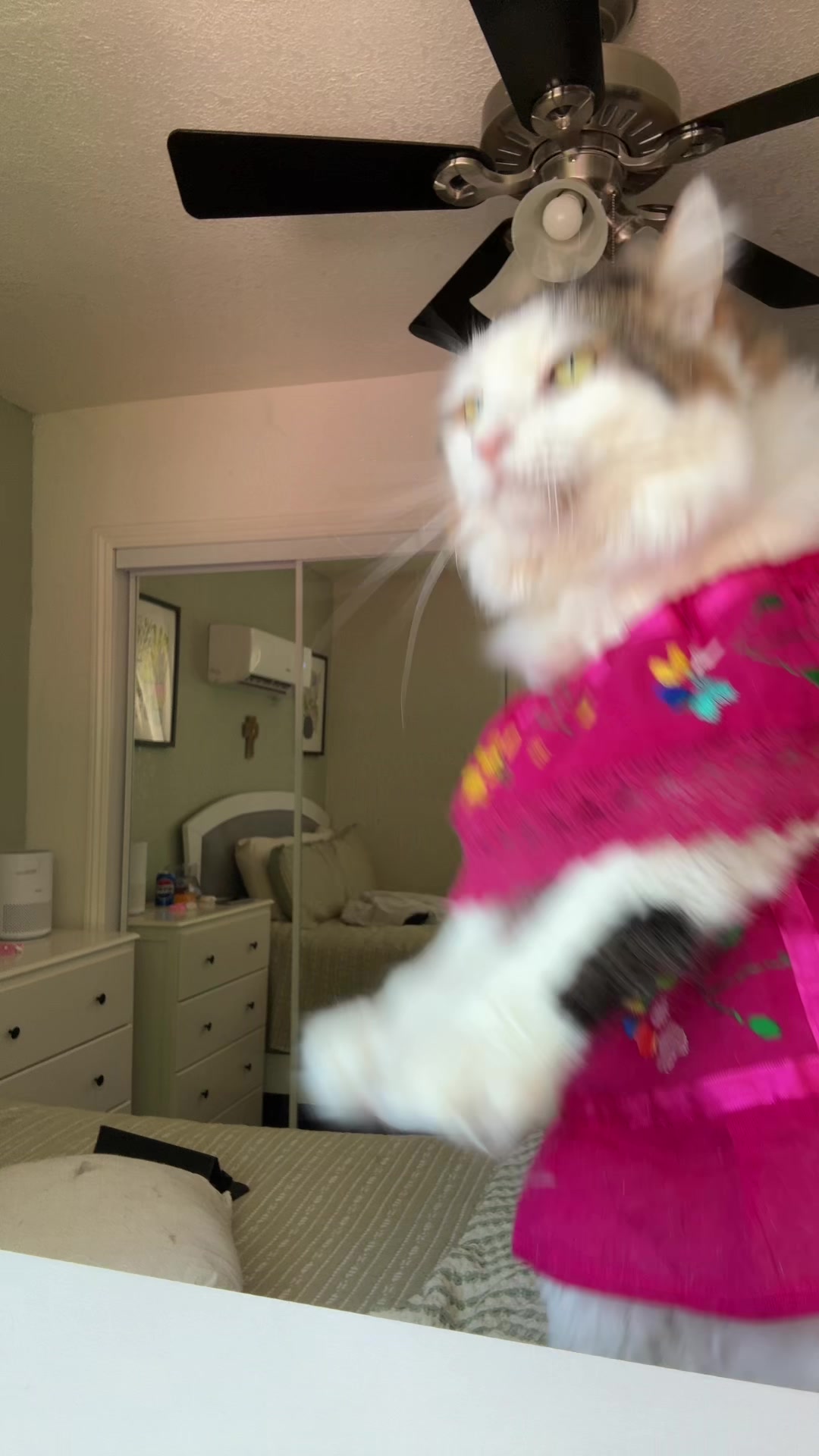 @thedancingcats13