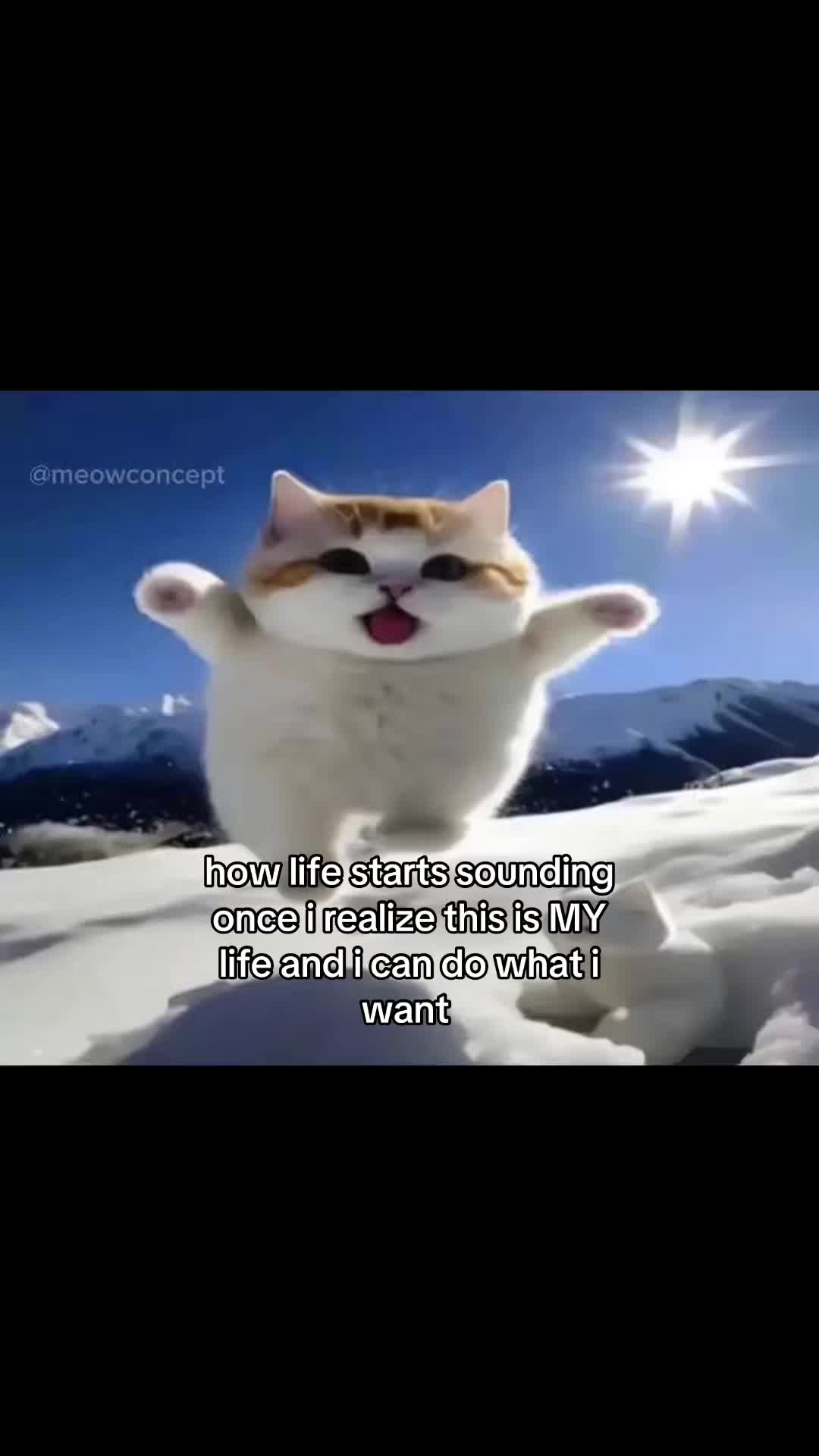 @meowconcept