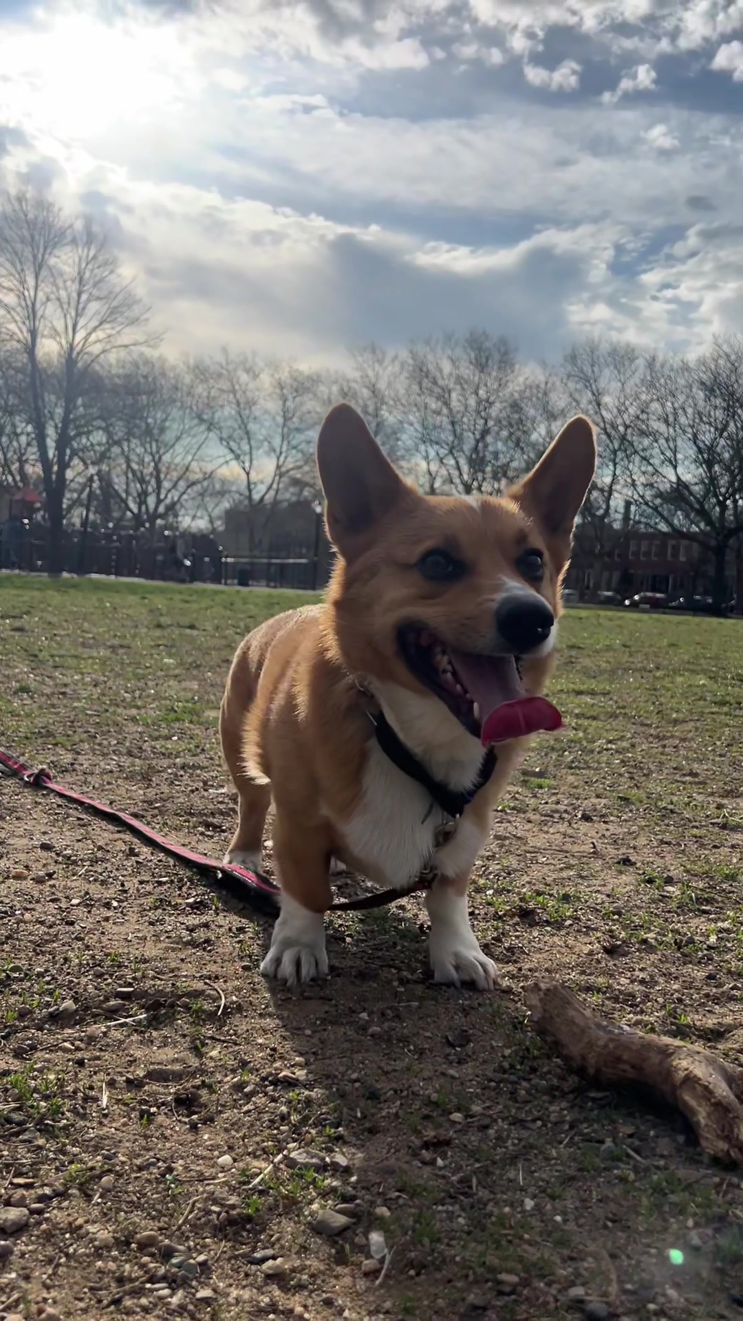 @Cosmo The Cute Corgi