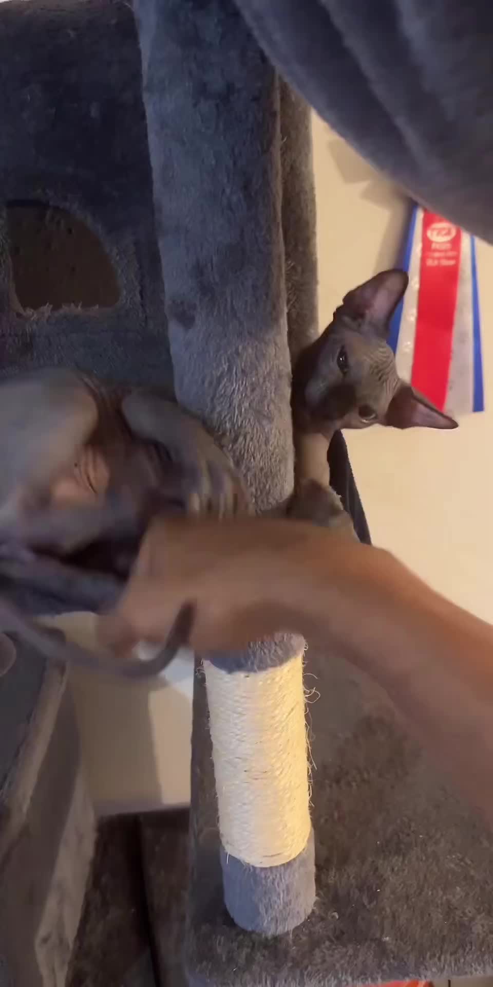 @vanilleetbeerus