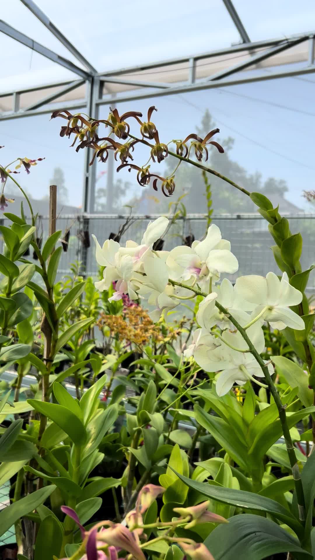 @Anggina Orchid