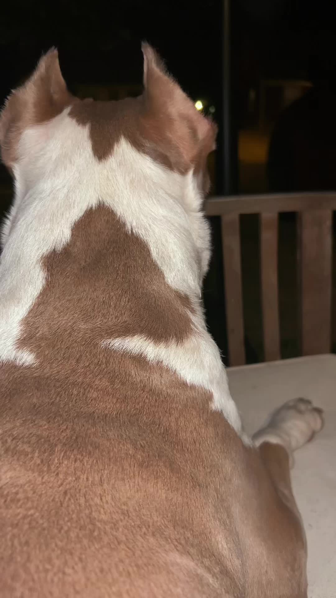 @danilc614🐾