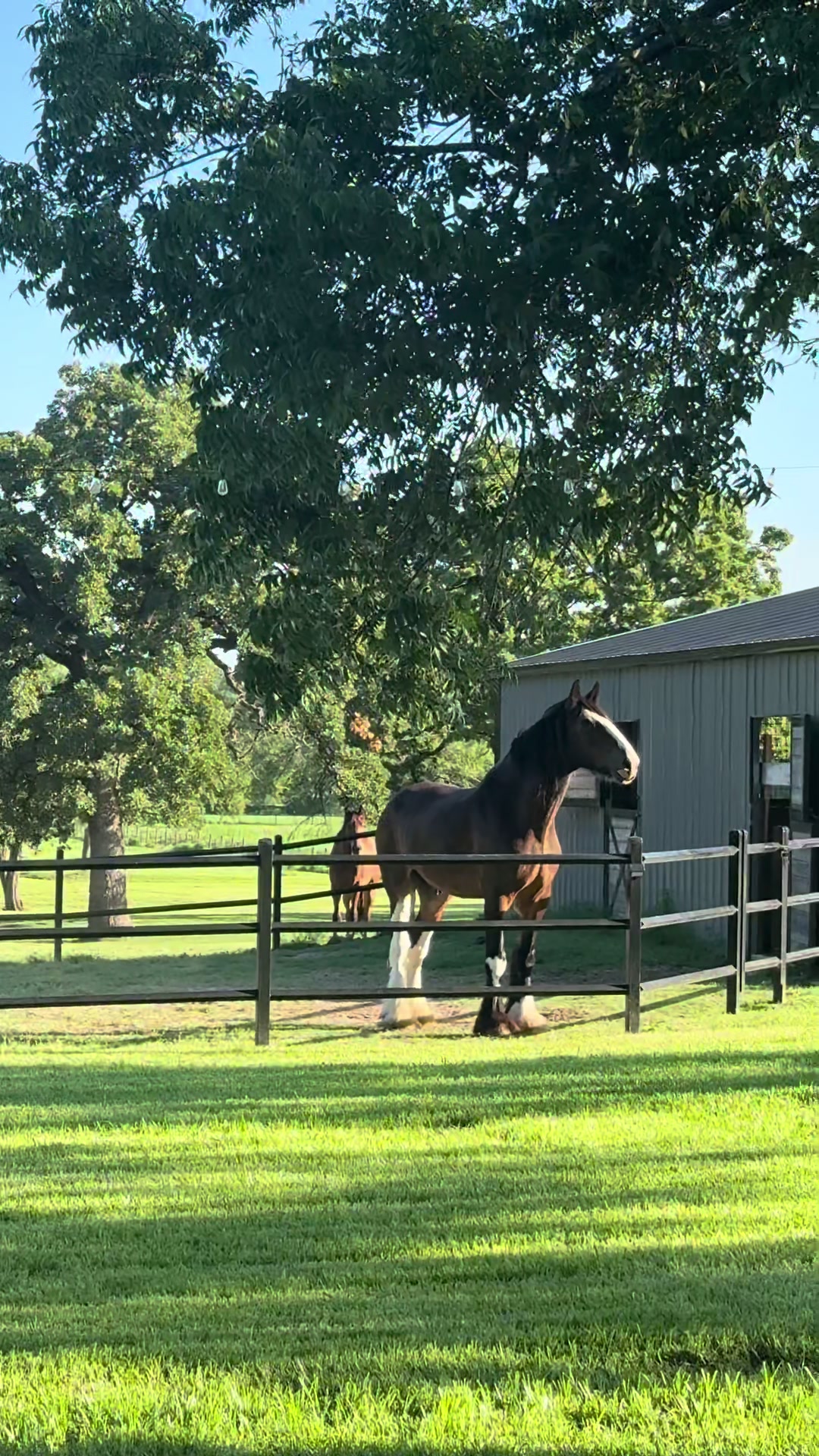 @Winston James The Clydesdale