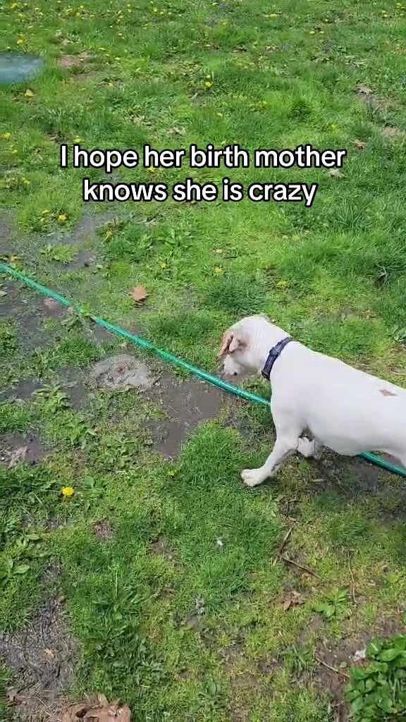 @Sproutie 🐶