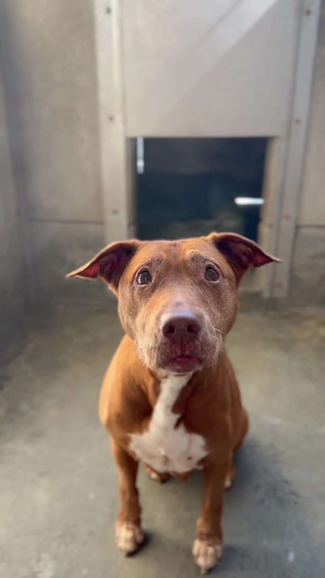 @✨shelter dog magic ✨