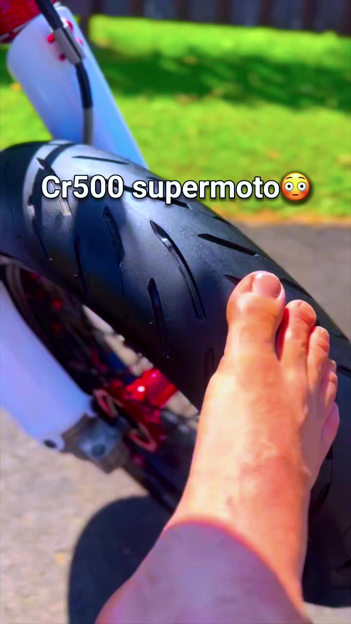 @palmares231
