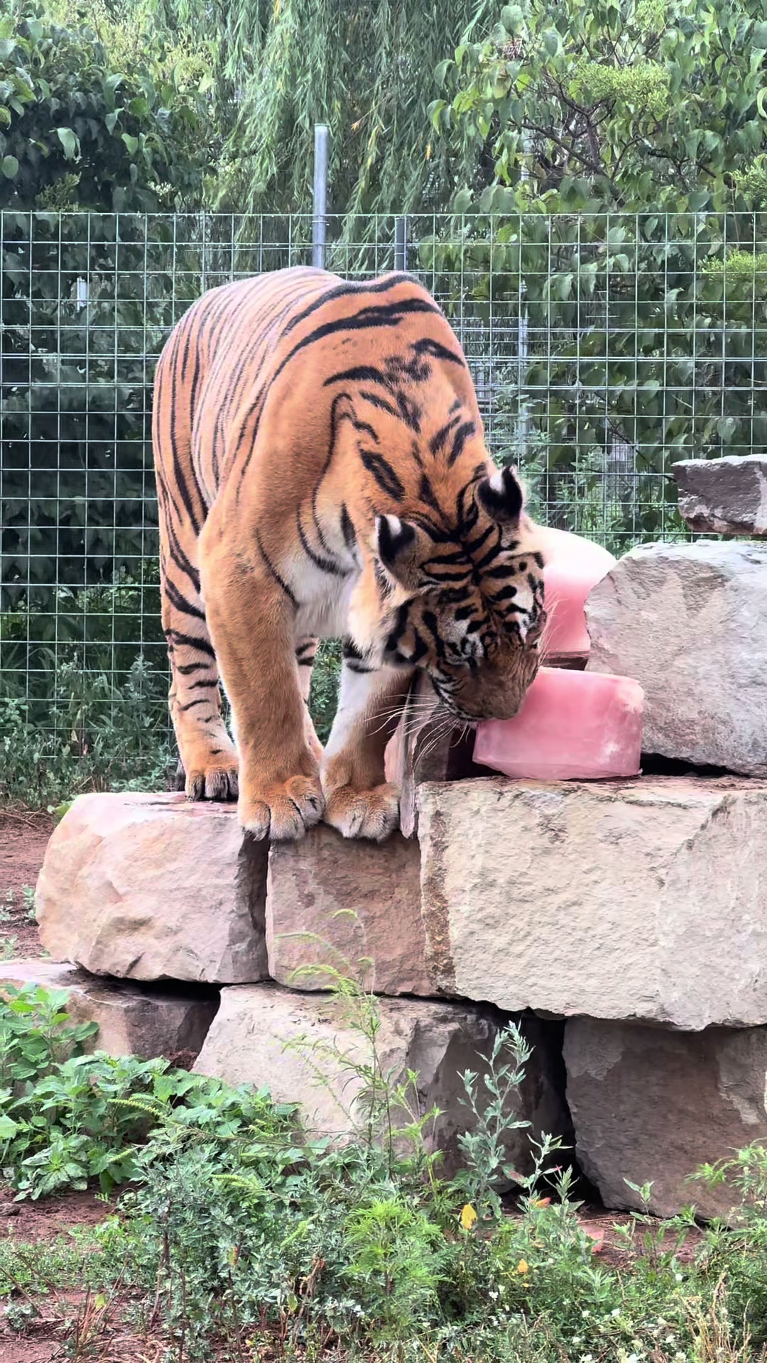 @The Wildcat Sanctuary