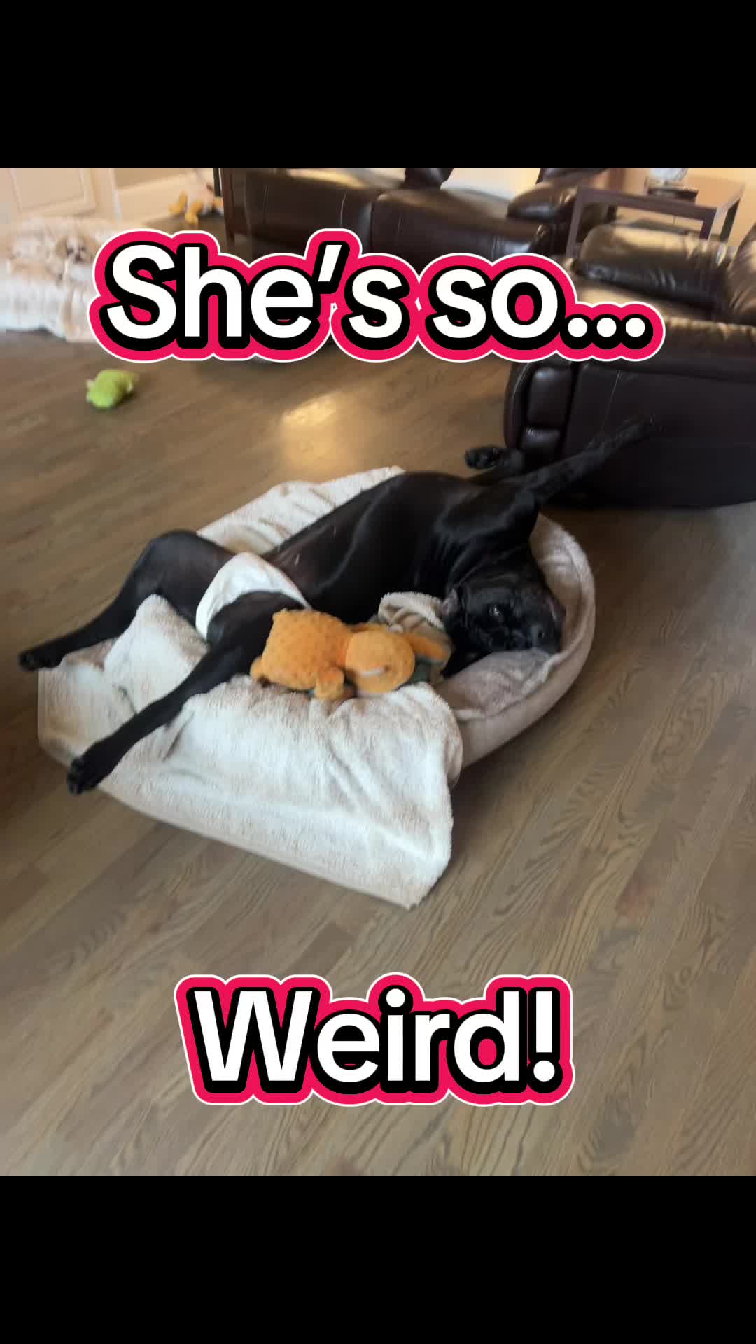 @Son of Atkin’s Cane Corso