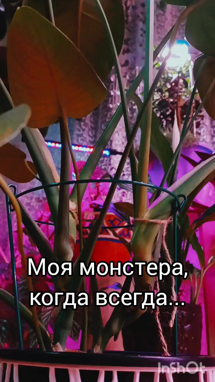 @Ромик Цветовод
