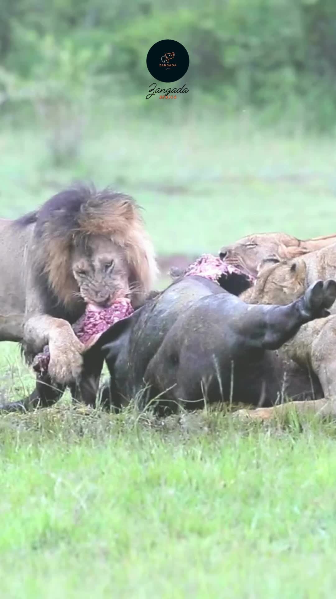 @Zangada Africa
