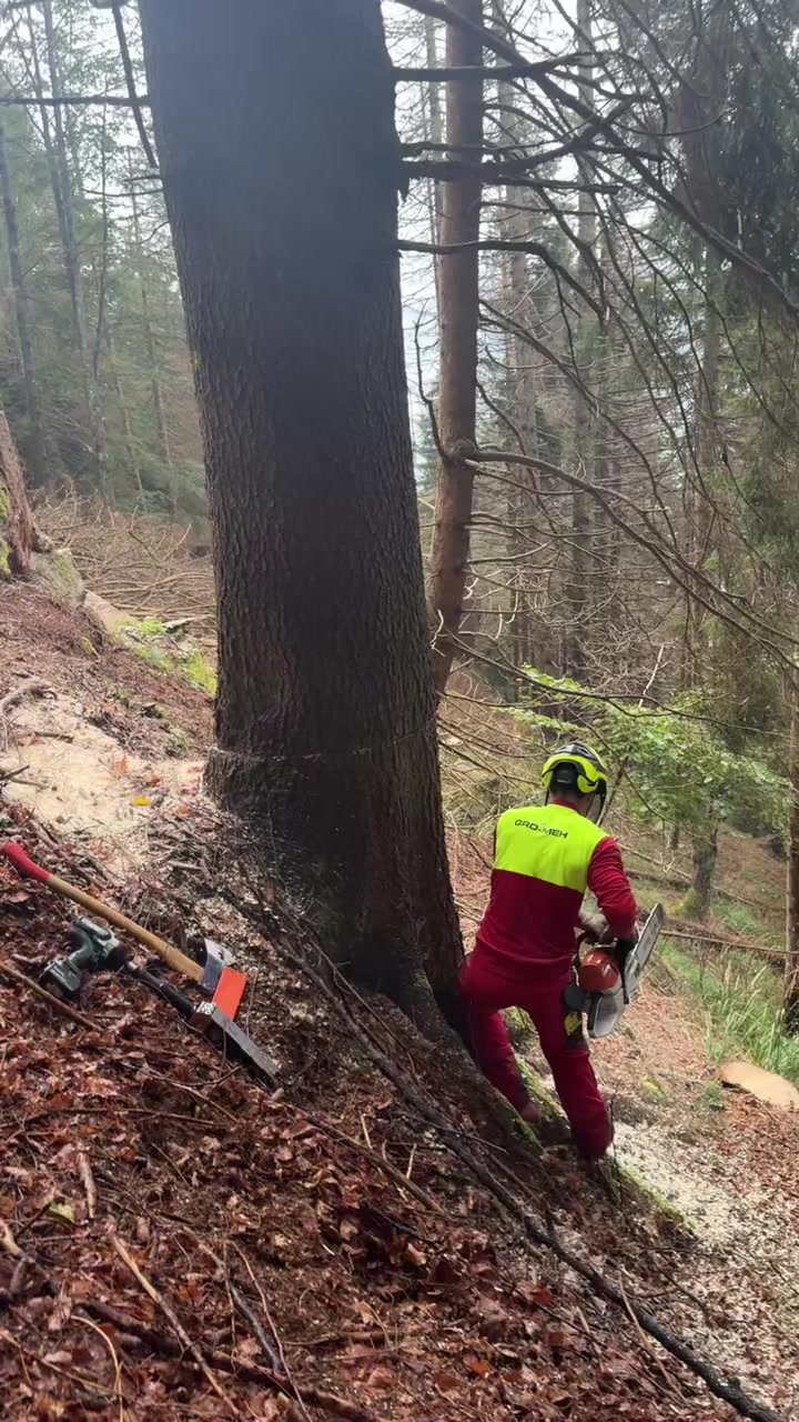 @forestexport