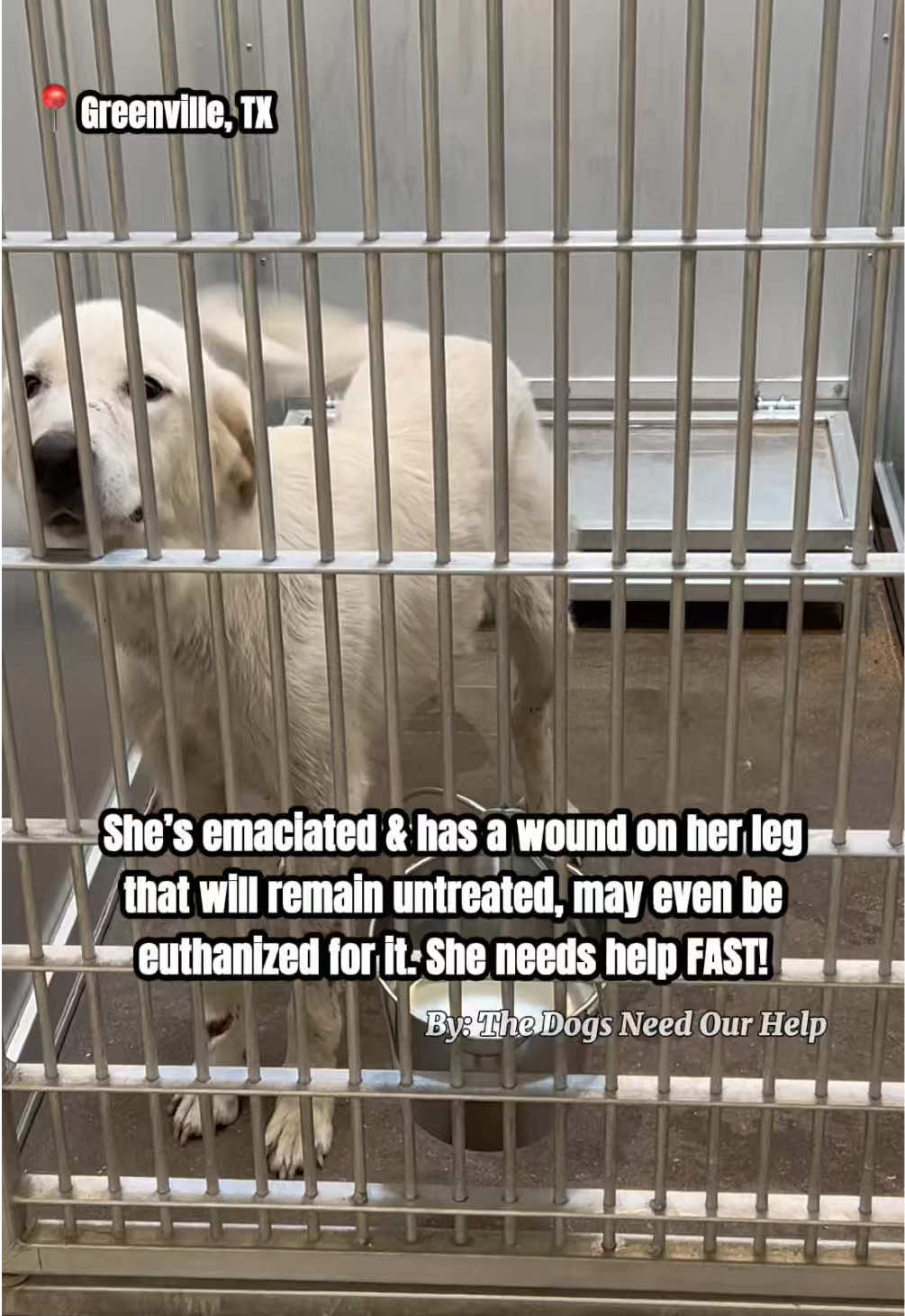@The Dogs Need Our Help