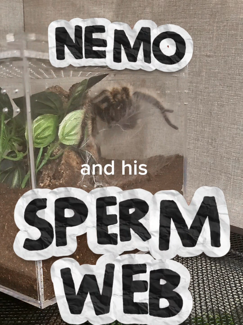 @Ambasspooders