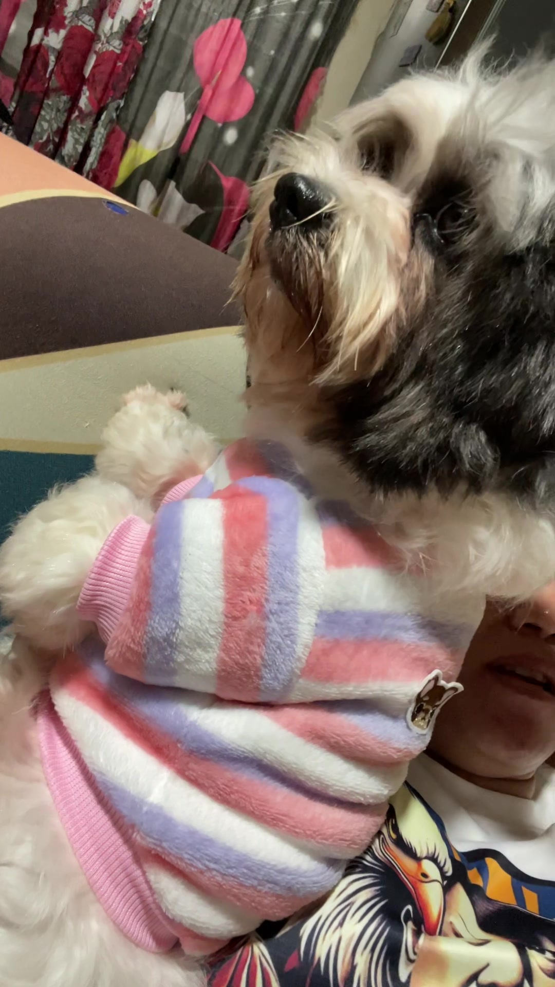 @Zoey&Zoomy&Zoya🥰🐶🐱🐶🐾🦴