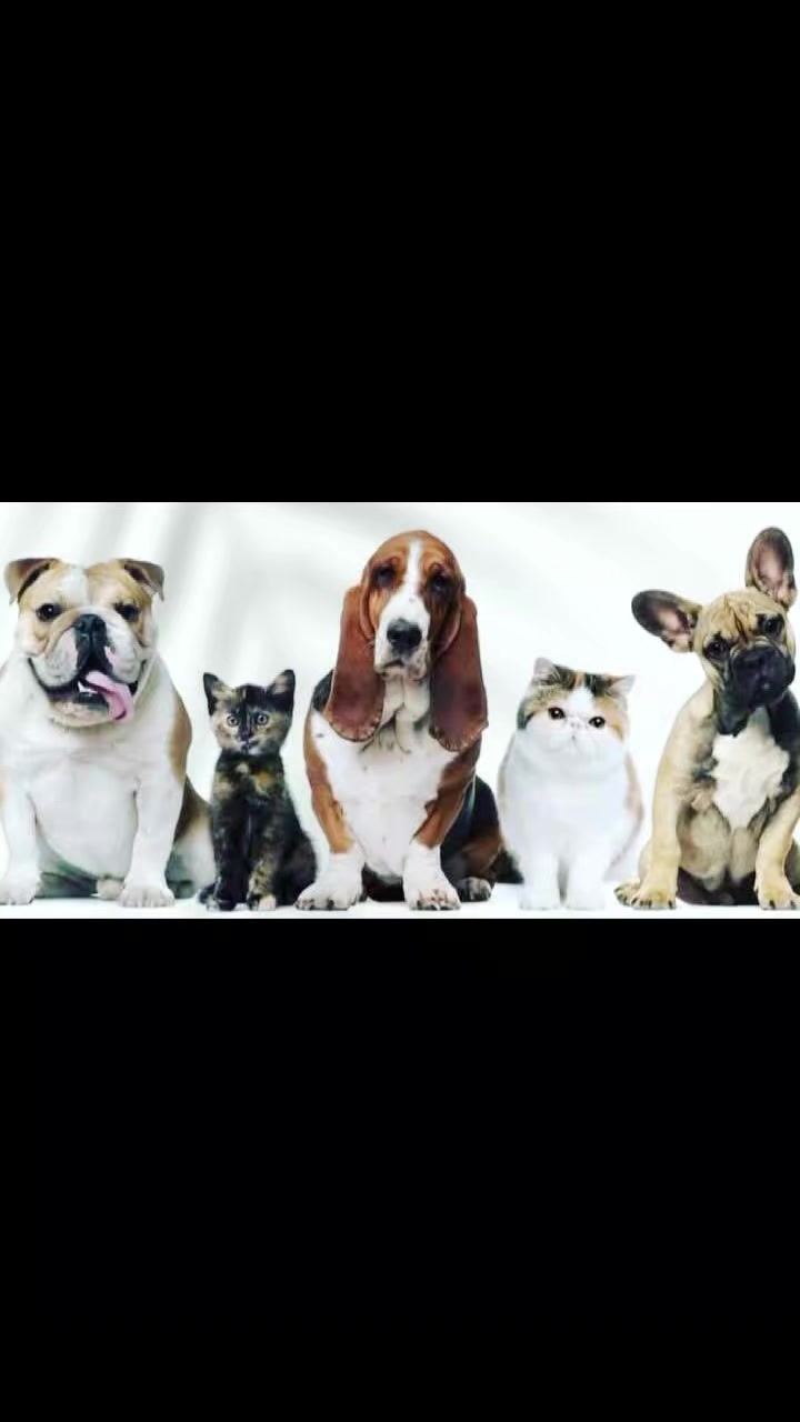 @VillagevVet LLC