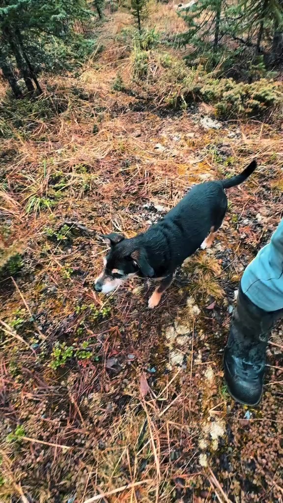@M&Sigma;&Sigma;ƬЩ&Lambda;GӨП 🇨🇦🐶🎚️🐾