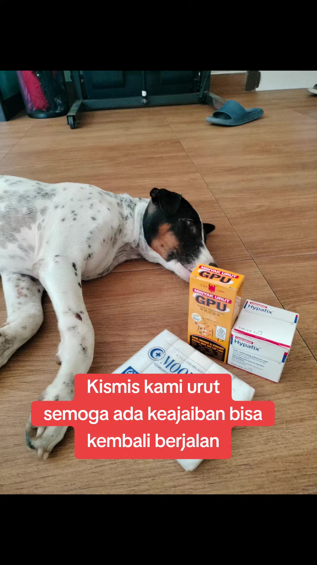 @JAMBI DOG LOVER✨