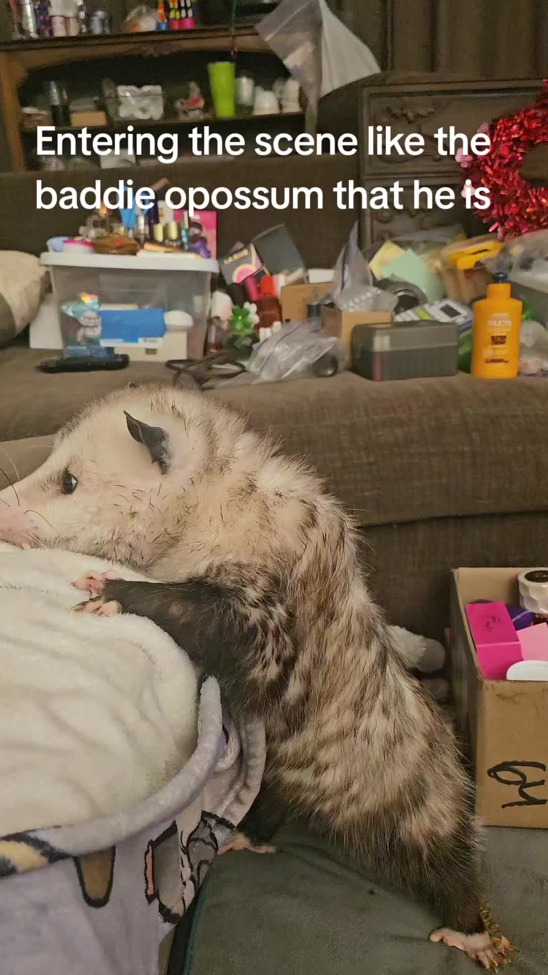 @OPOSSUM/DOG MOMMA Dea