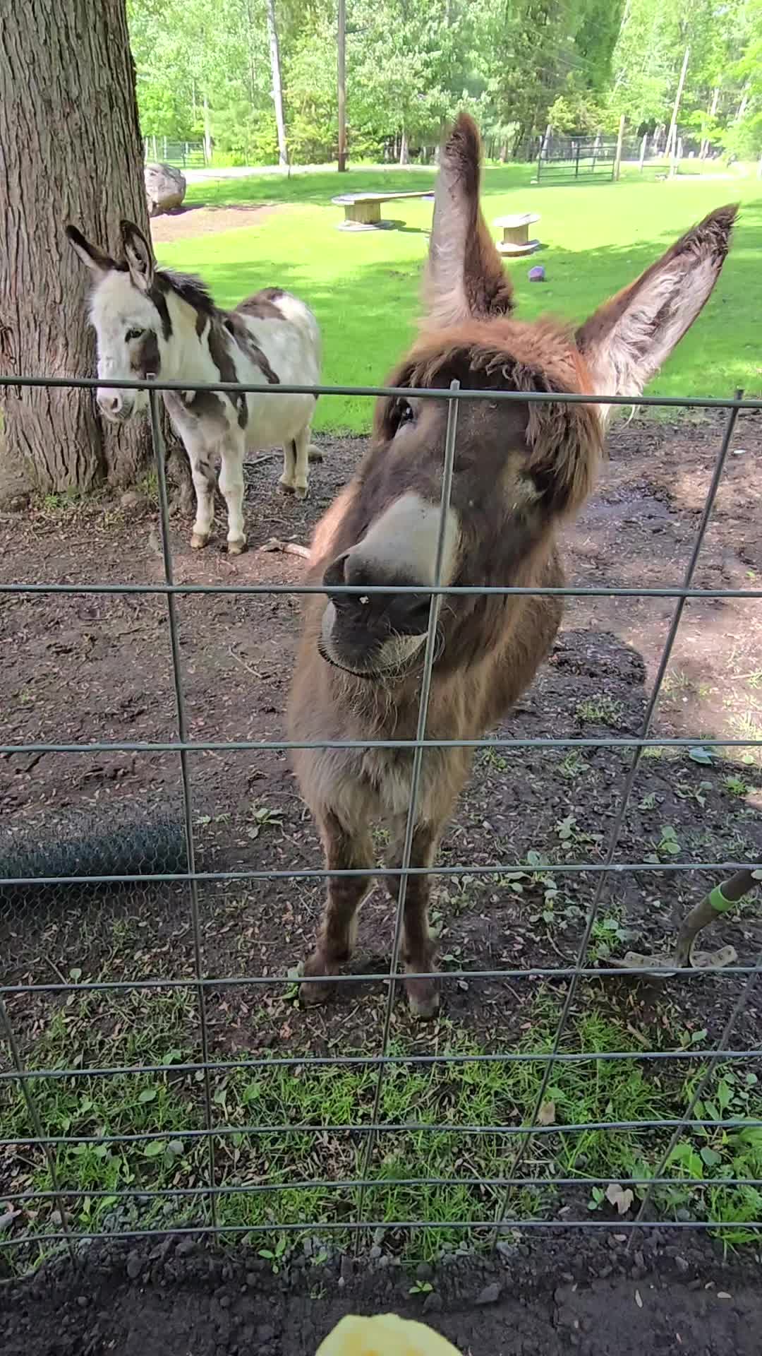 @DaisyMae Acres