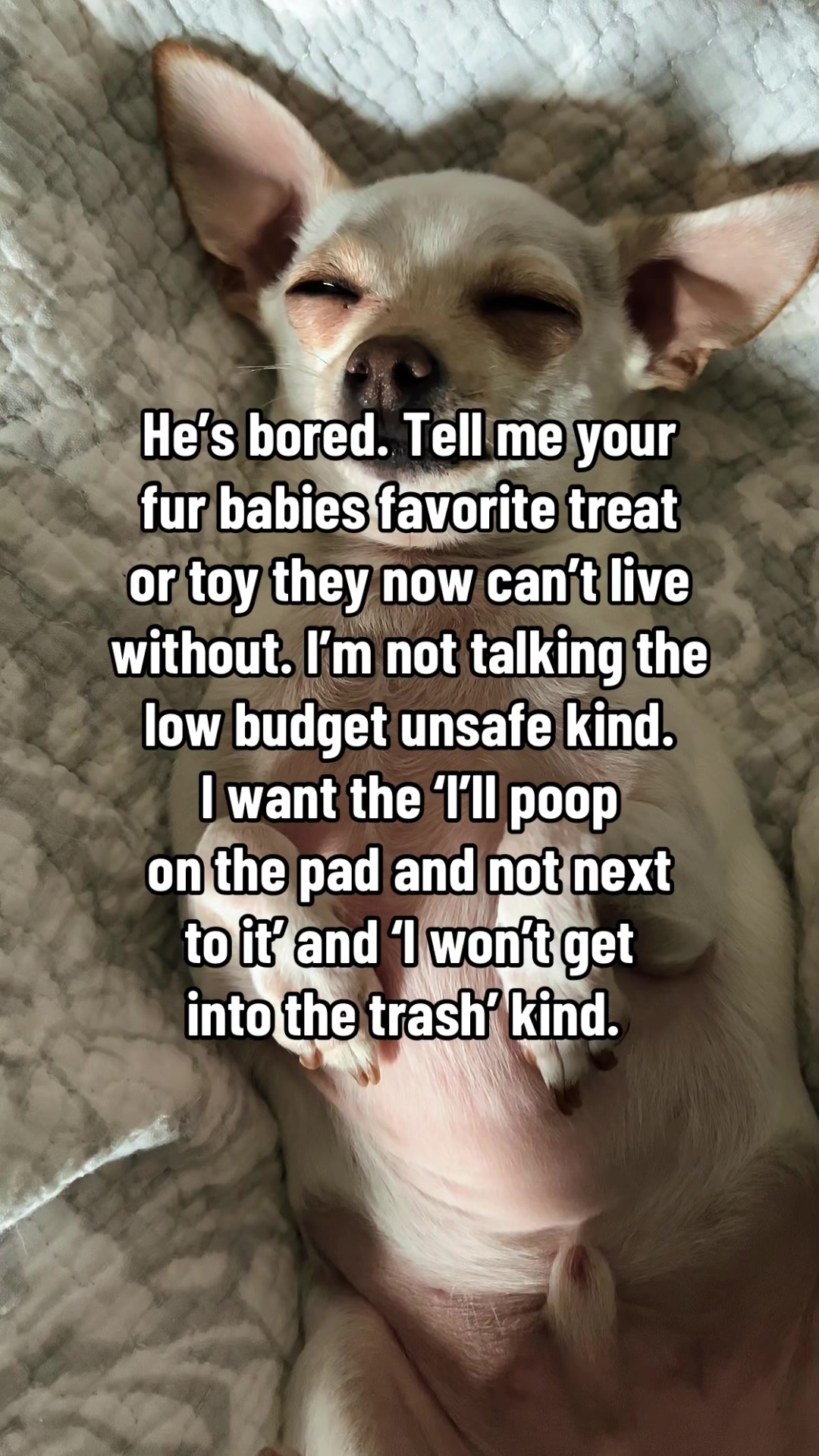 @TBD the Rescue Chihuahua