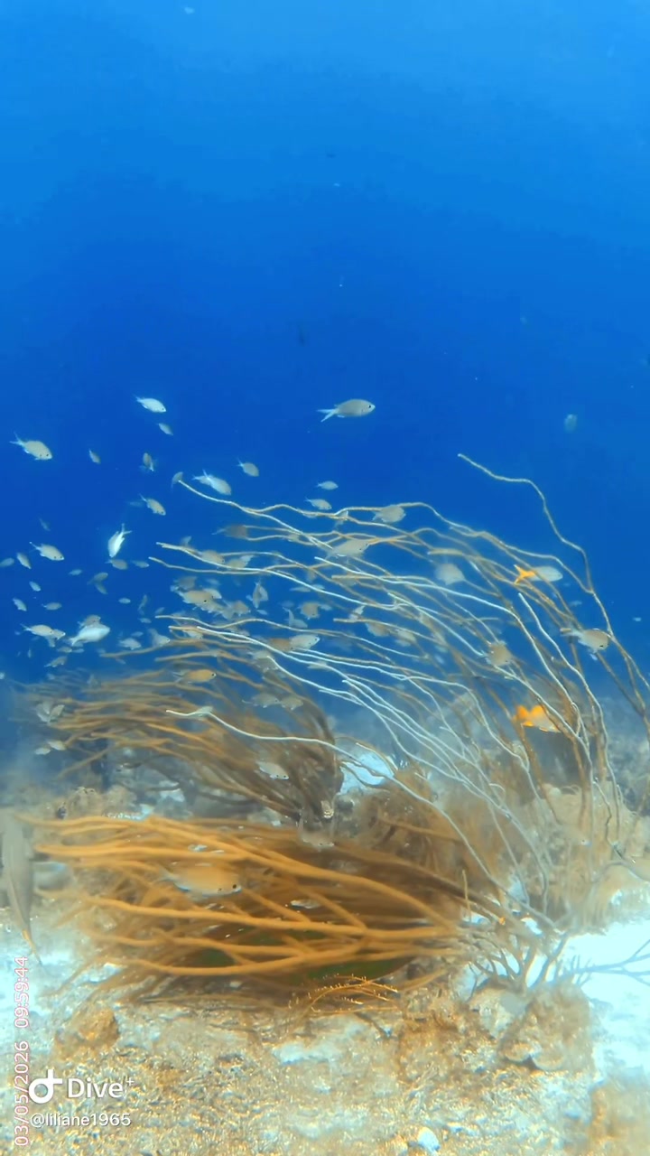 @Divestories Curacao    +Follow