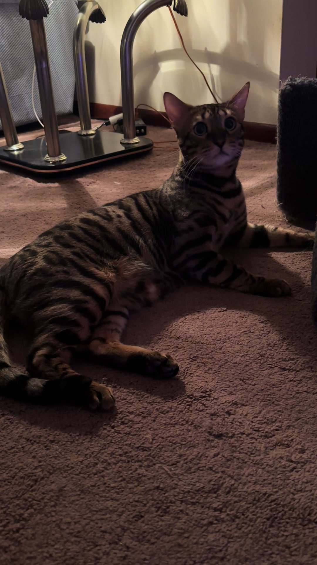 @Tiny Leopard Cats