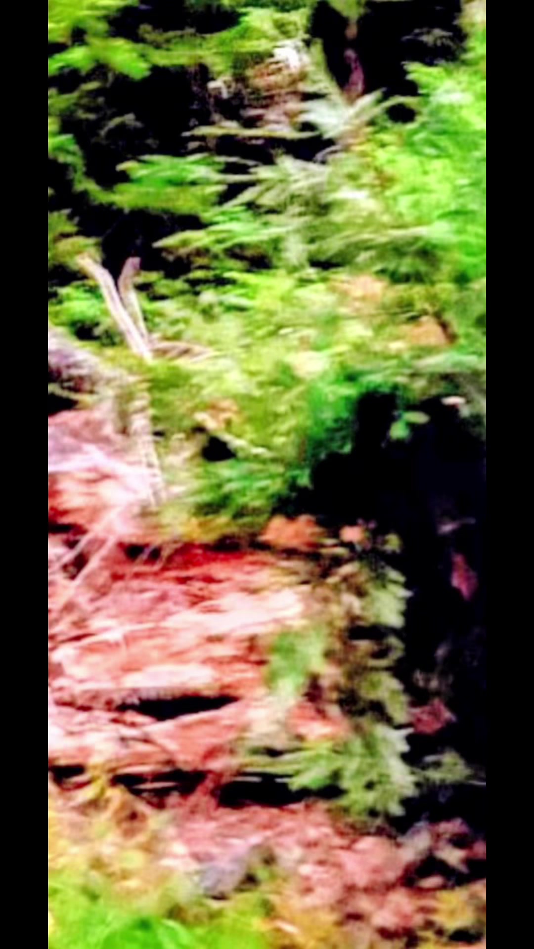 @🌲Forest Friend🌲🙏💗🫈