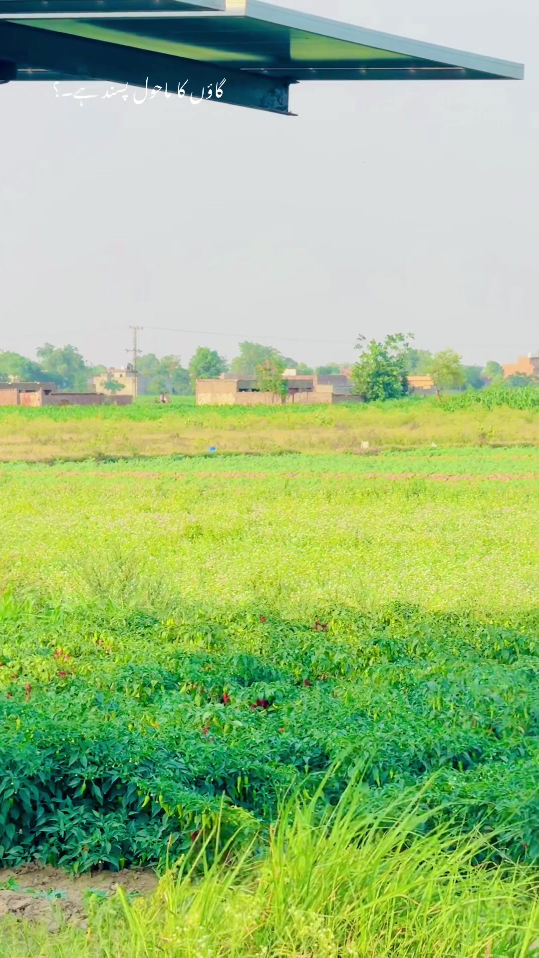 @فیصل سرور