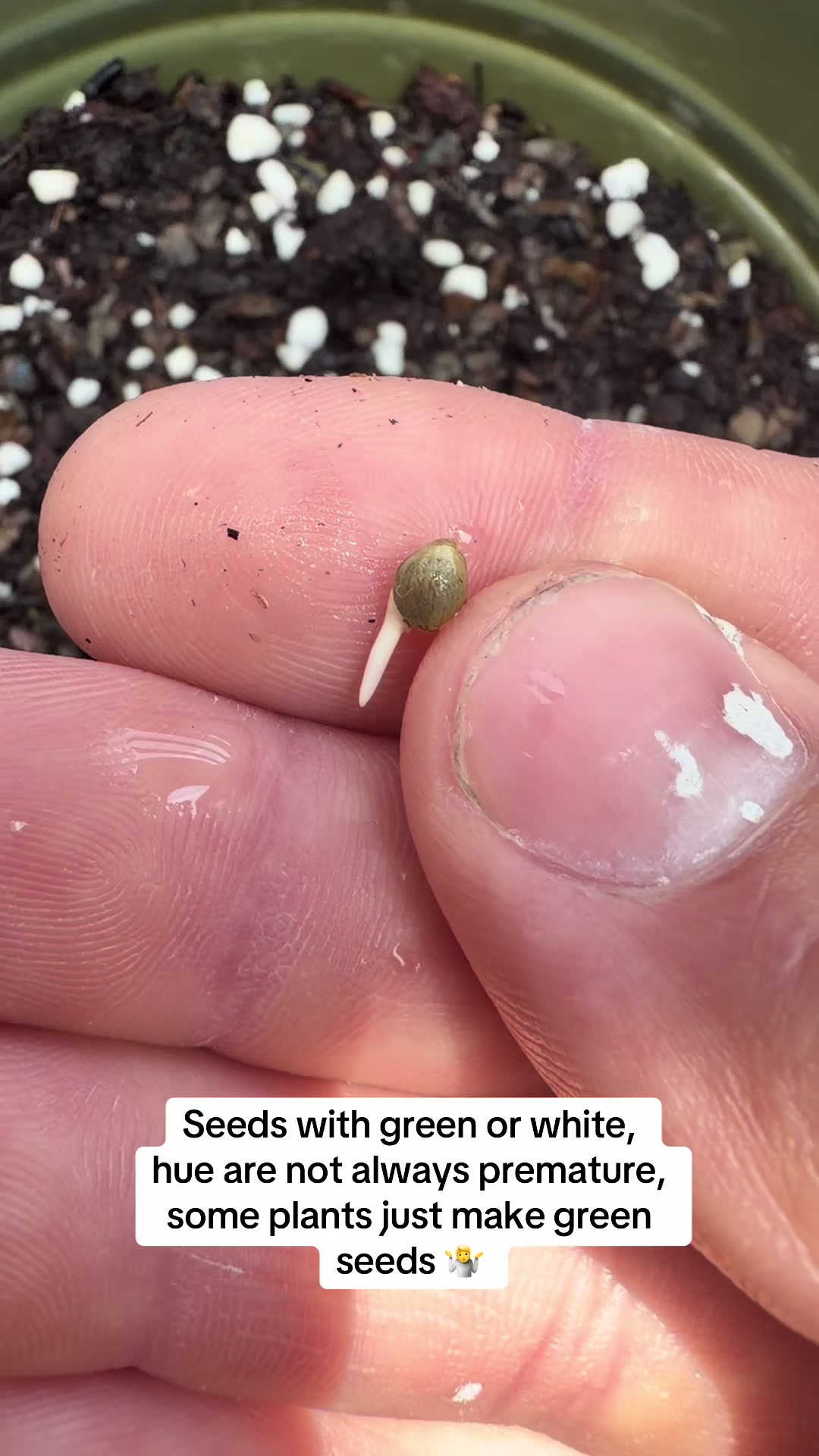@SEEDTIVA