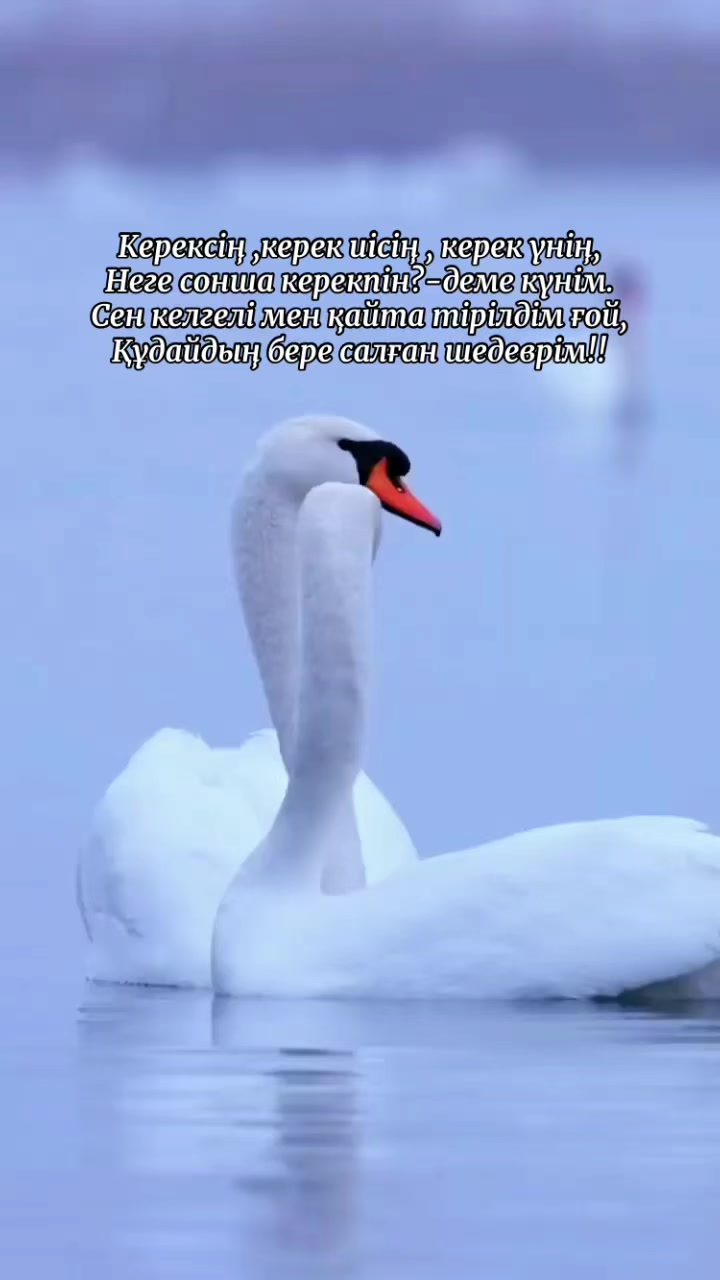 @Рахым Әбутәліп