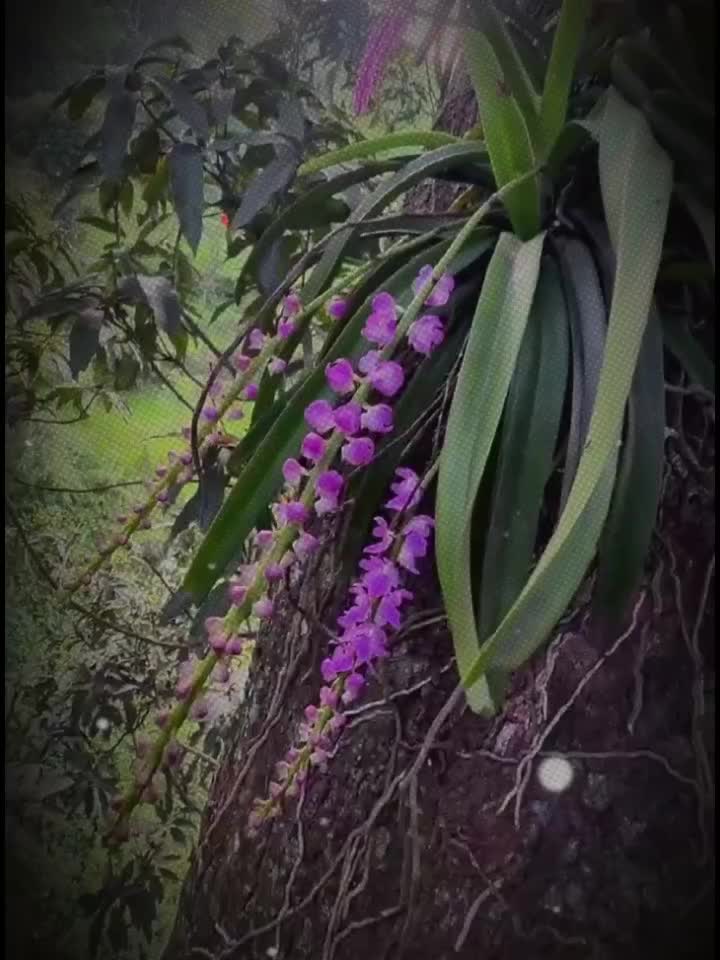 @दर्लामी निर्मला
