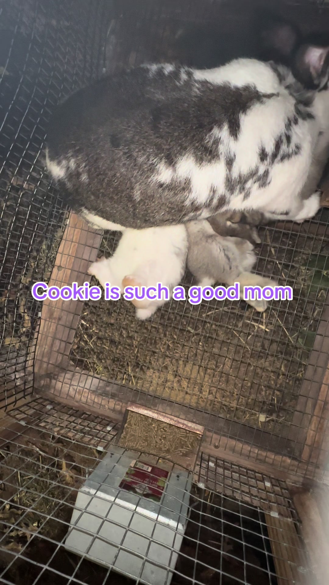 @rabbitqueen2025