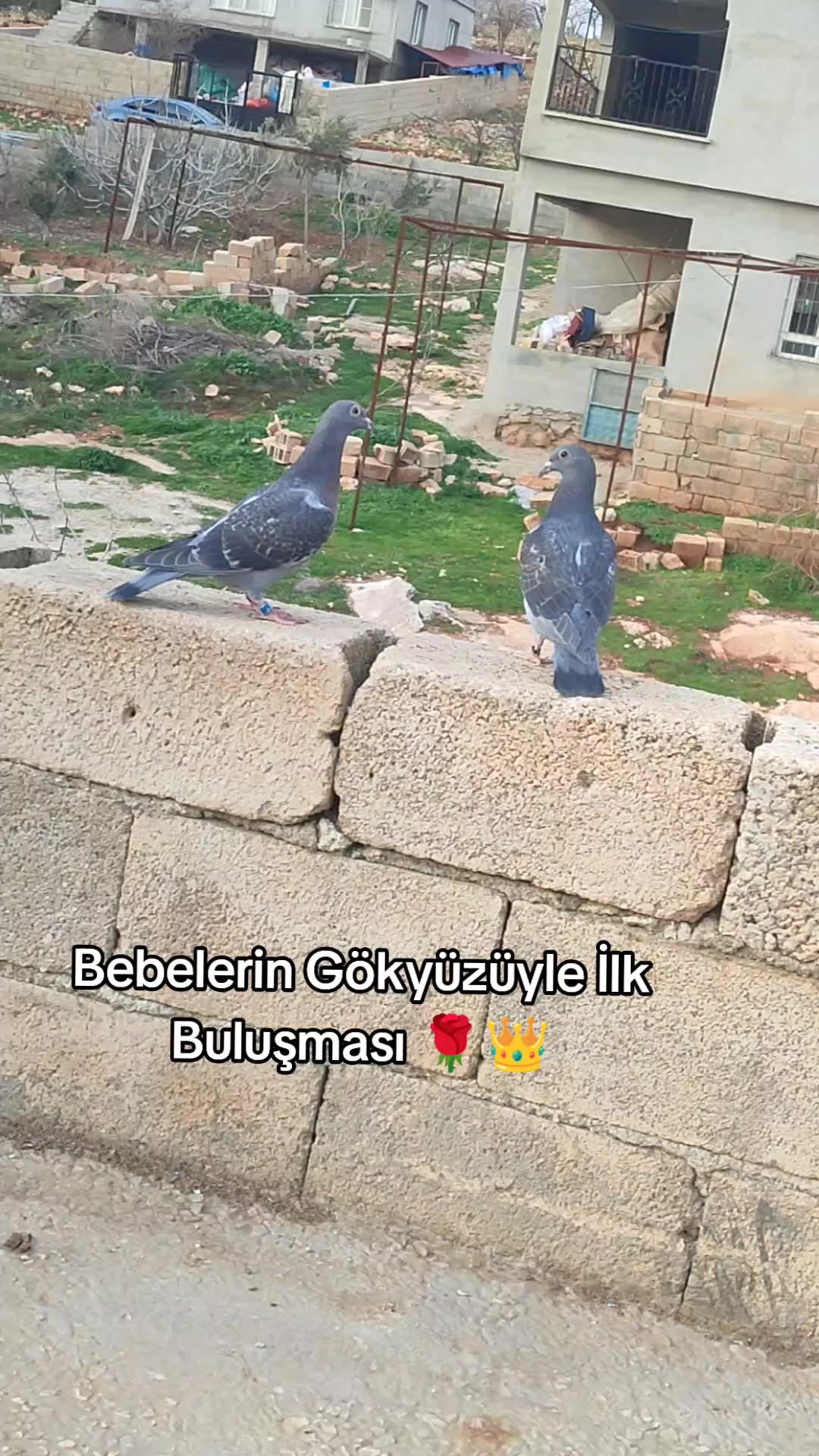 @MEHMET ÇOBAN ( PEŞTO )