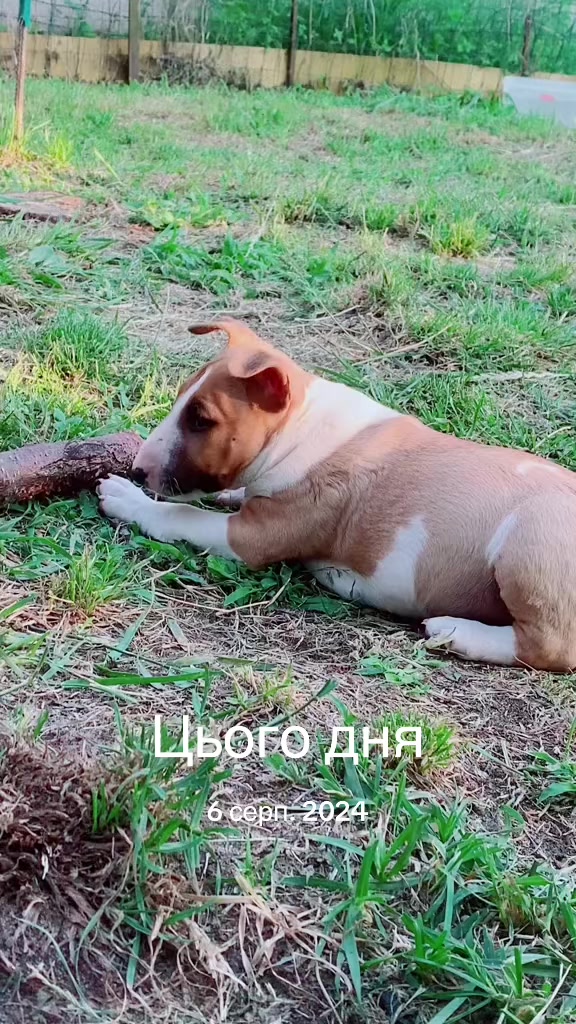 @Terra_Viva_minibullterrier