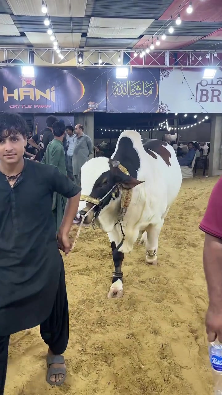@Karachi Bull lovers