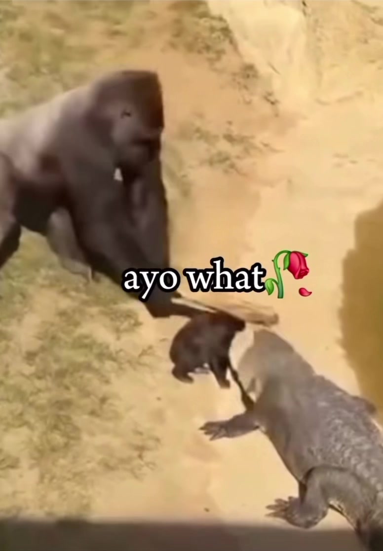 @Cuddii