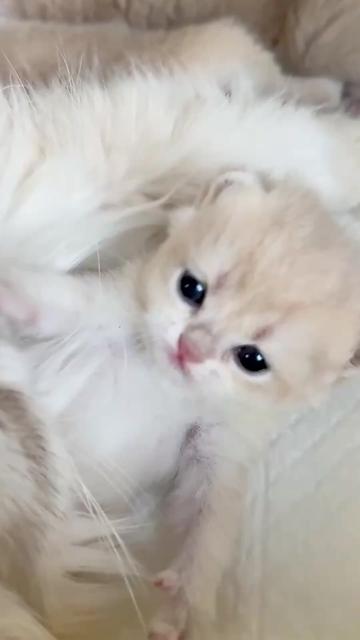 @catbosssss