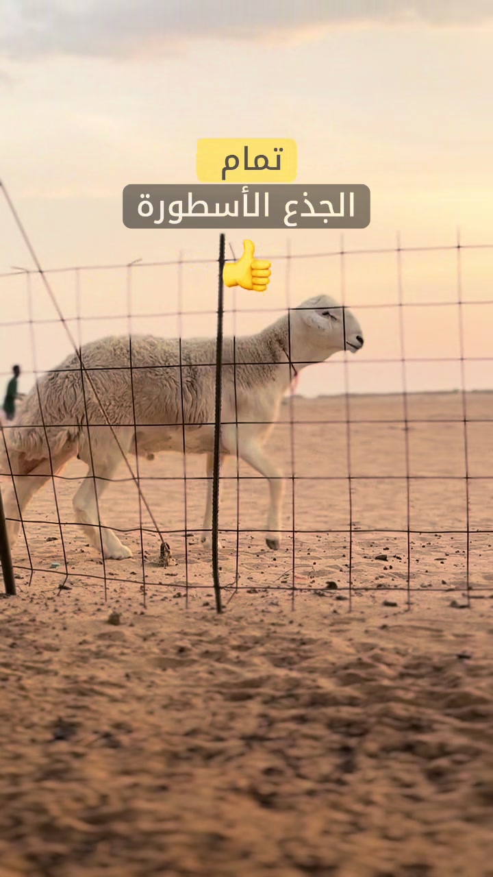 @ترند المربي-خالد المزيني