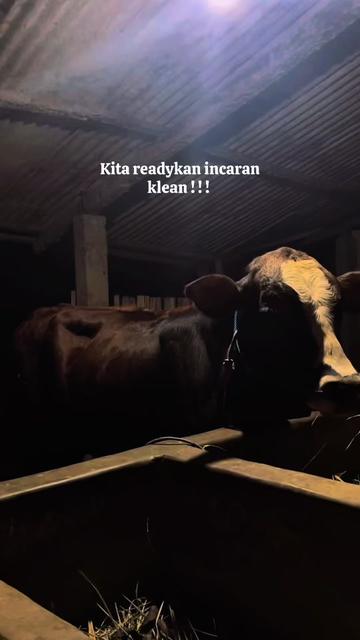 @admineayahhh.